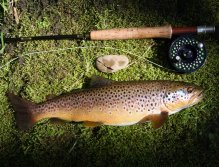 A cracking 2lb trout taken
