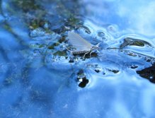 Adult stage of Baetis rhodani