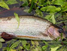 The lady of the stream