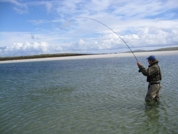 Into a large sea trout