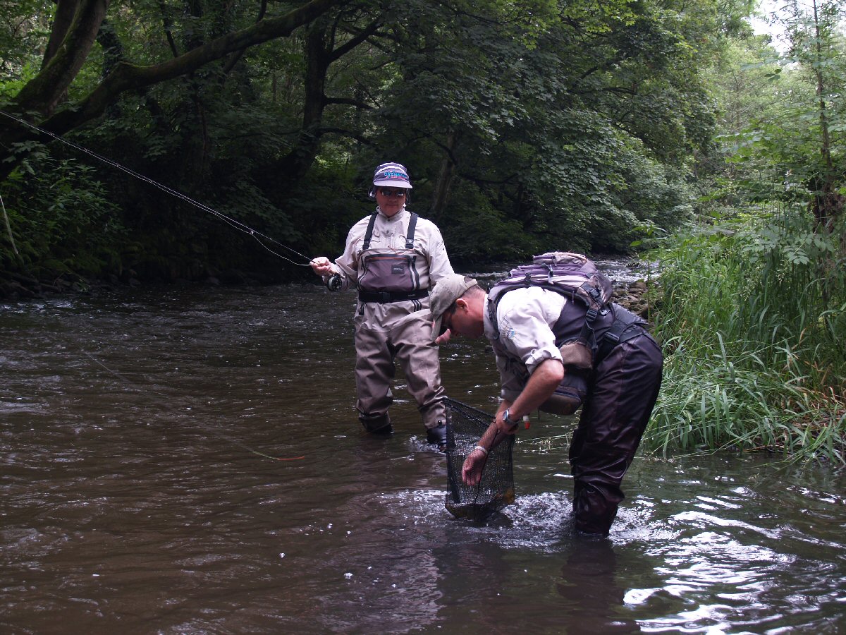 Trout in the net