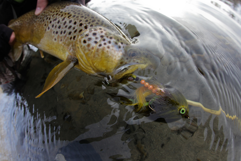 He fell victim to the pulsing life like action of the Juvenile brown trout  AH