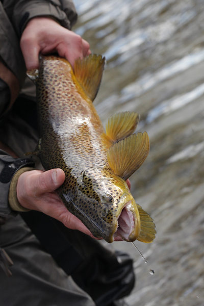 This leopard spotted brown was in the air every five seconds until I was able to put him to hand. He was the fish of the day and goes on my top 10 fish list. I have caught longer and heavier browns but seldom a better looking more acrobatic fish have I he