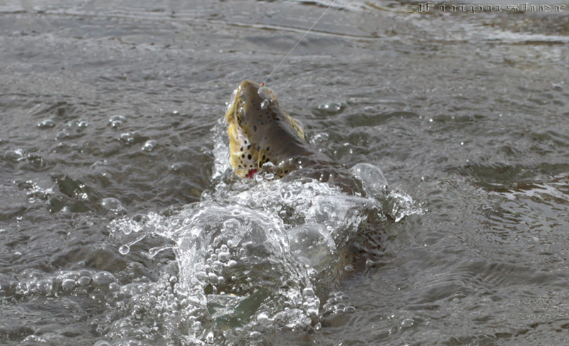 He thought it was a crustacean