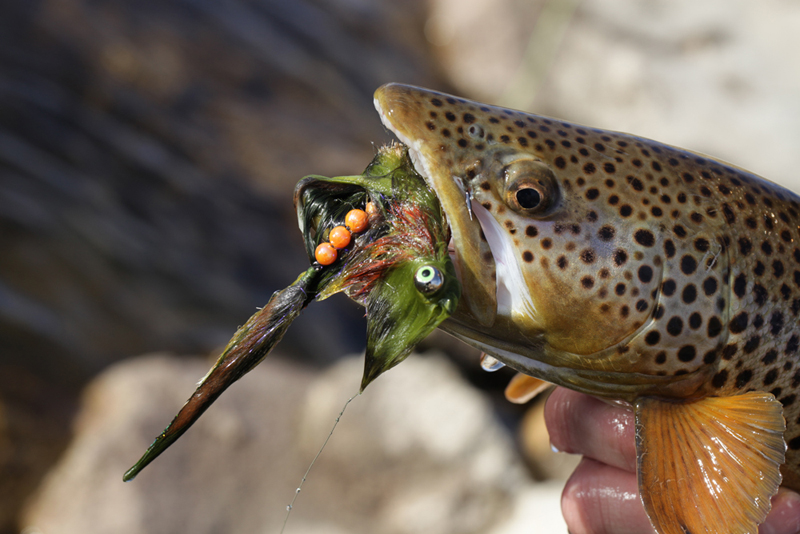 They find it hard to resist