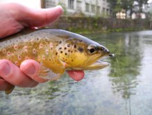 Lovely brown trout