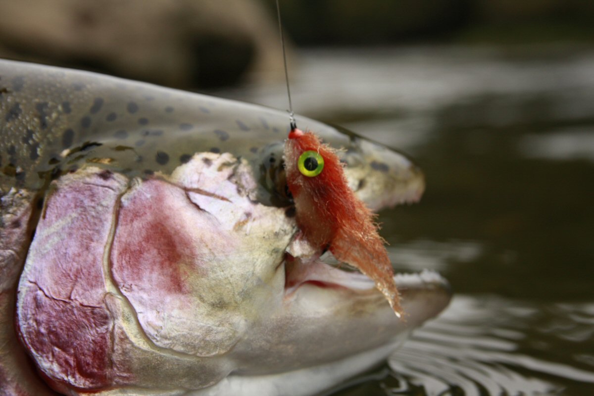 Rainbow Trout and the quarry
