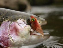 Rainbow Trout and the quarry