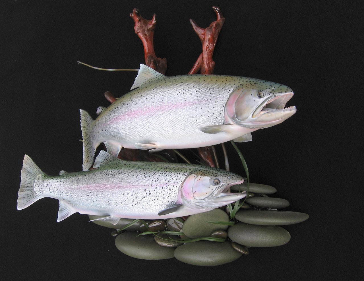 Double Alaskan Rainbow Replicas on Streambed Habitat Wall Mount