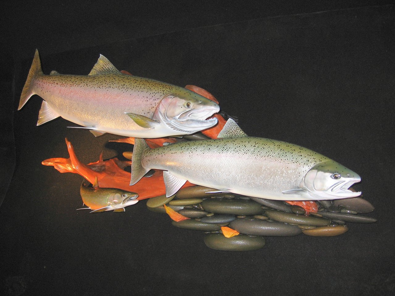 Double Steelhead featured with Dolly Vardon Trout Replica on Riverrock wall display