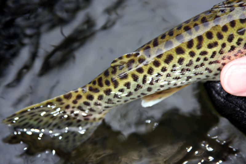 Close up of the spotting on the cutthroats tail