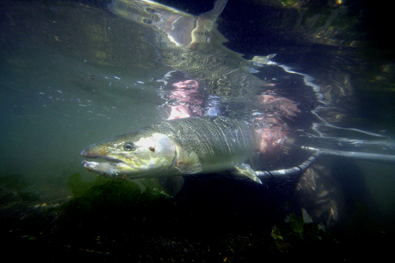 Underwater of Kevney Dugan landing the fish of a lifetime in Puget Sound