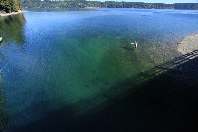 Oly casts over a pod of salmon in the late summer