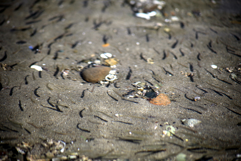 Salmon Fry leaving a creek to enter the saltwater of Puget Sound