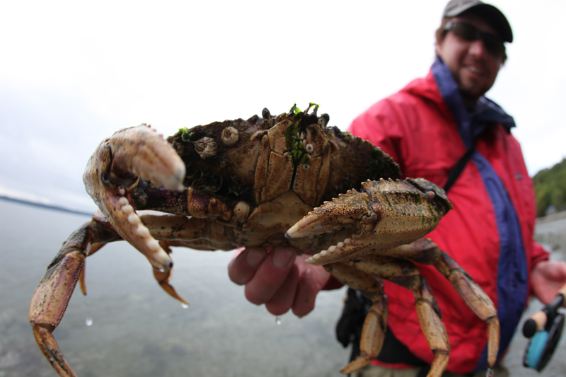 On a slack tide, Ted McDermott chases a crab into the shallows for a closer look