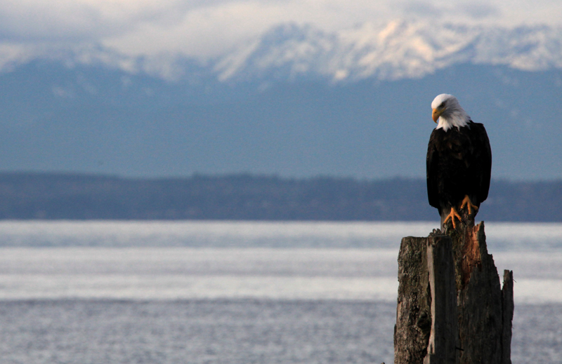 A bald eagle rests on a piling before pouncing on an unsuspecting fish