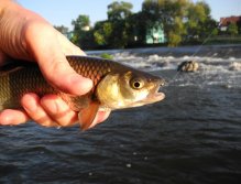 The First Chub of the Day
