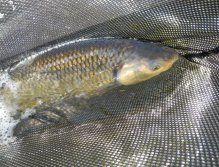 The First Chub Monster of the Day