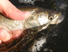 Asp Being Released Back Home