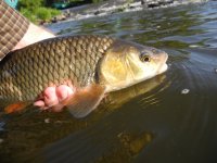 Coarse Fish from Szava river