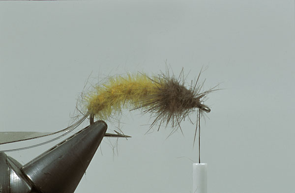 Step7  Use some dark mink or fitch guardhairs/underfur spun in a dubbing loop for the thorax. Make a well defined thorax