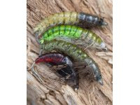 Caseless Caddis Larva