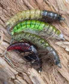 Caseless Caddis Larva - Gallery