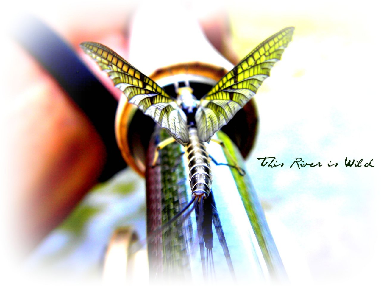 Spring Creek, Green Drake