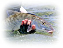 Caribbean Bonefish on a Crab Fly