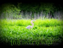 Stalking Great Blue Heron
