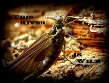 Great Speckled Olive Dun