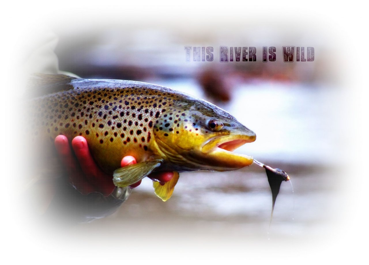 Tubefly Brown Trout