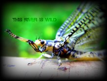 Penns Creek Green Drakes