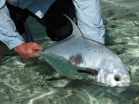 Cuba-experience Trailer