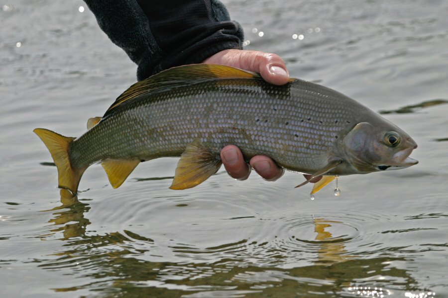 Grayling from Wolf River