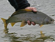 Grayling from Wolf River