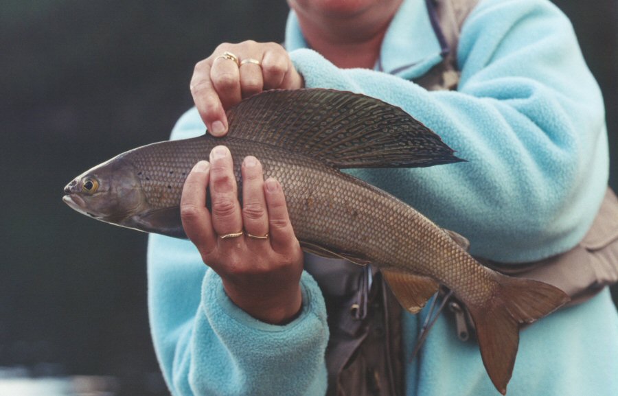 Artic Grayling