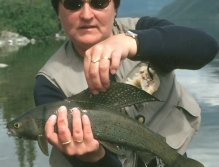 Arctic Grayling