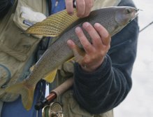 Grayling from Wolf River