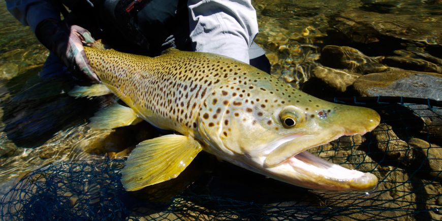 This Brown trout was nymphing in the middle of the river in shallow water. Perfect shape, perfect fins, perfect colors...
