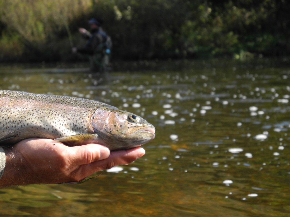 Fish and the Fisherman