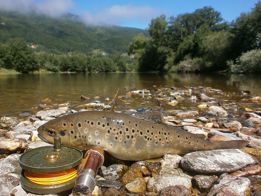 Brown Trout, Lim River