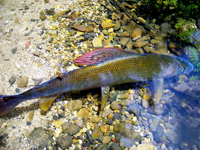Grayling