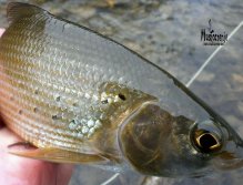 Grayling