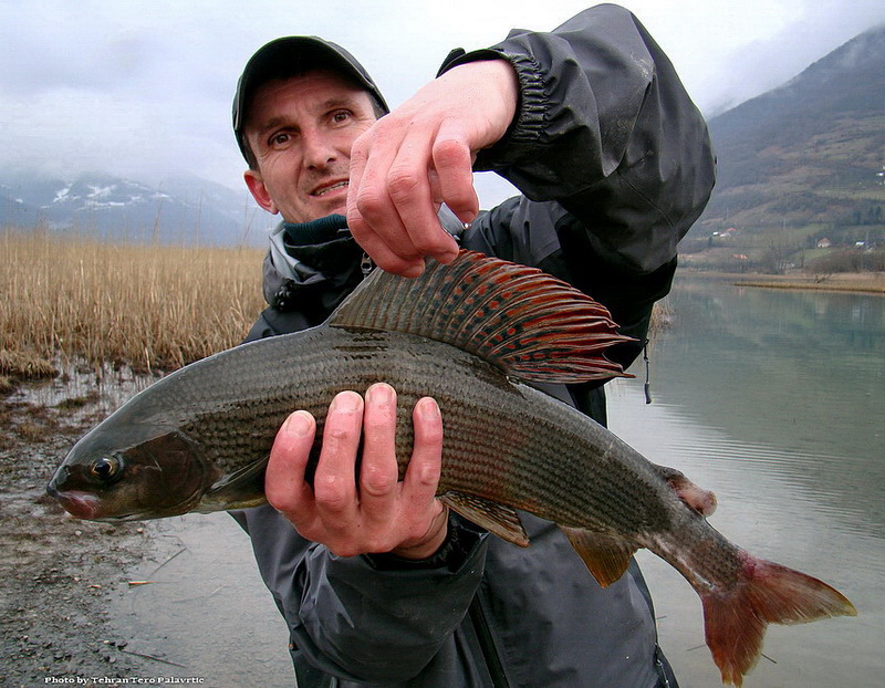 Grayling 52 cm from Lim River