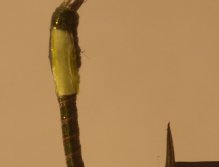 A green buzzer tied on a Kamasan B175 size 10