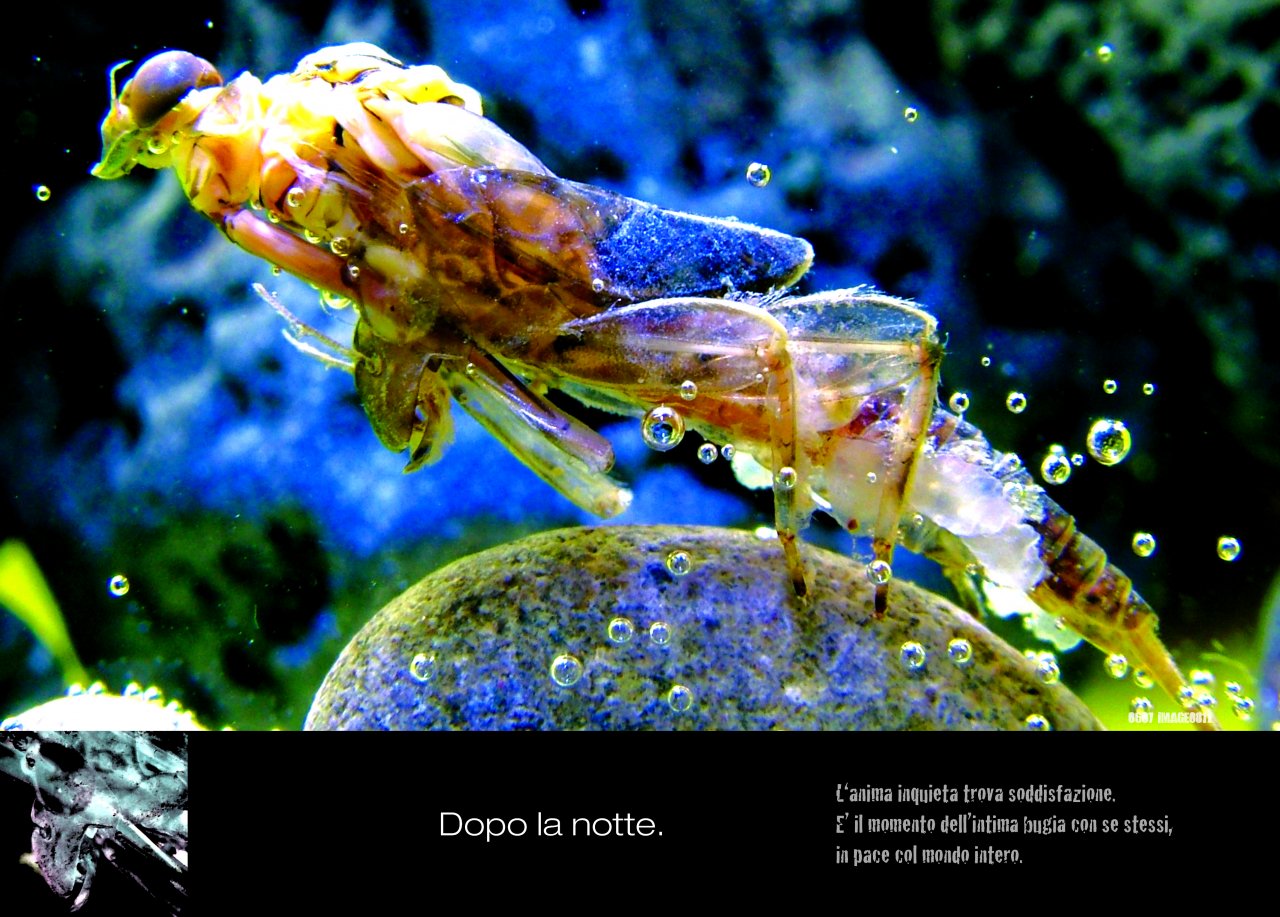 AFTER THE NIGHT. Many restless soul find satisfaction at night. It�s the moment of an intimate lie to oneself, in peace with the world