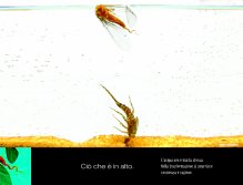 THIS IS ABOVE. The water is never the same. Methamorphosys ... in the transformation you lose consciousness and reason