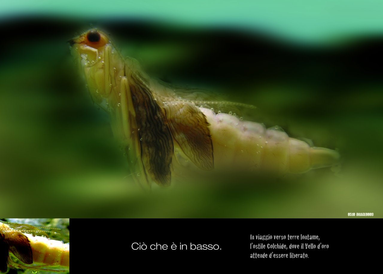 THIS IS BELOW. Traveling to distant lands, the hostile Colchis, where the golden fleece waits to be freed