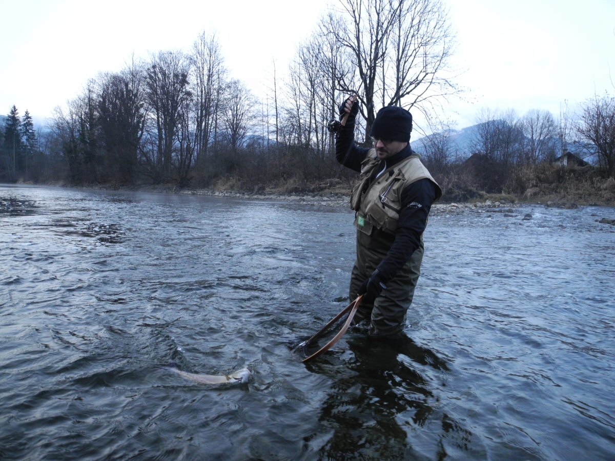 Grayling on the way into the net